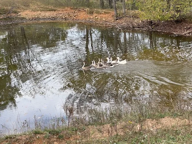 a view of a lake from a yard
