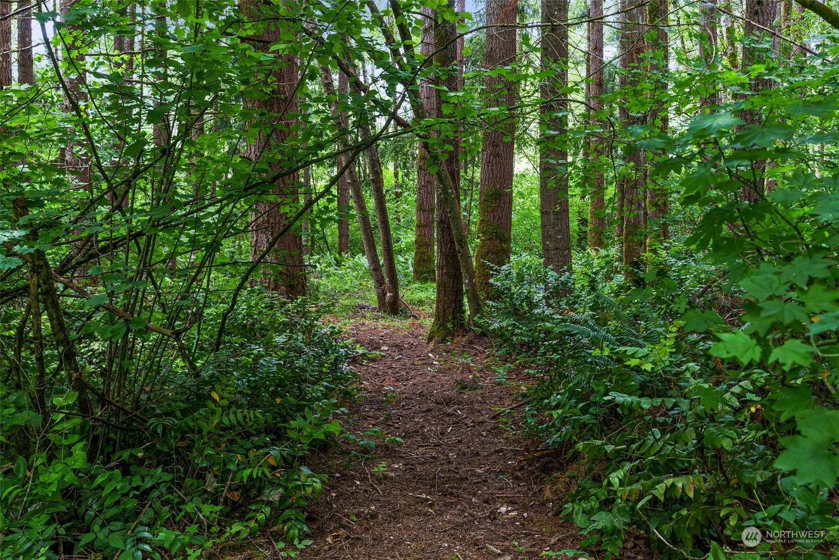 289 Kennicott Road Chehalis, WA 98532 - Photo 37 of 40 a view of forest