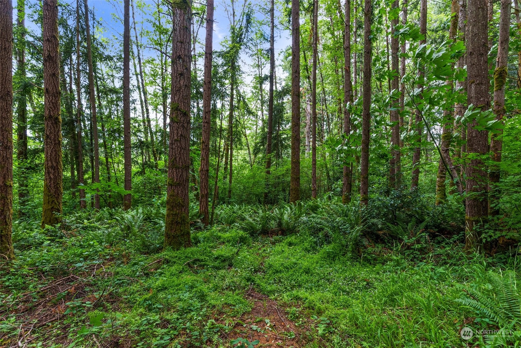 289 Kennicott Road Chehalis, WA 98532 - Photo 38 of 40 a view of forest