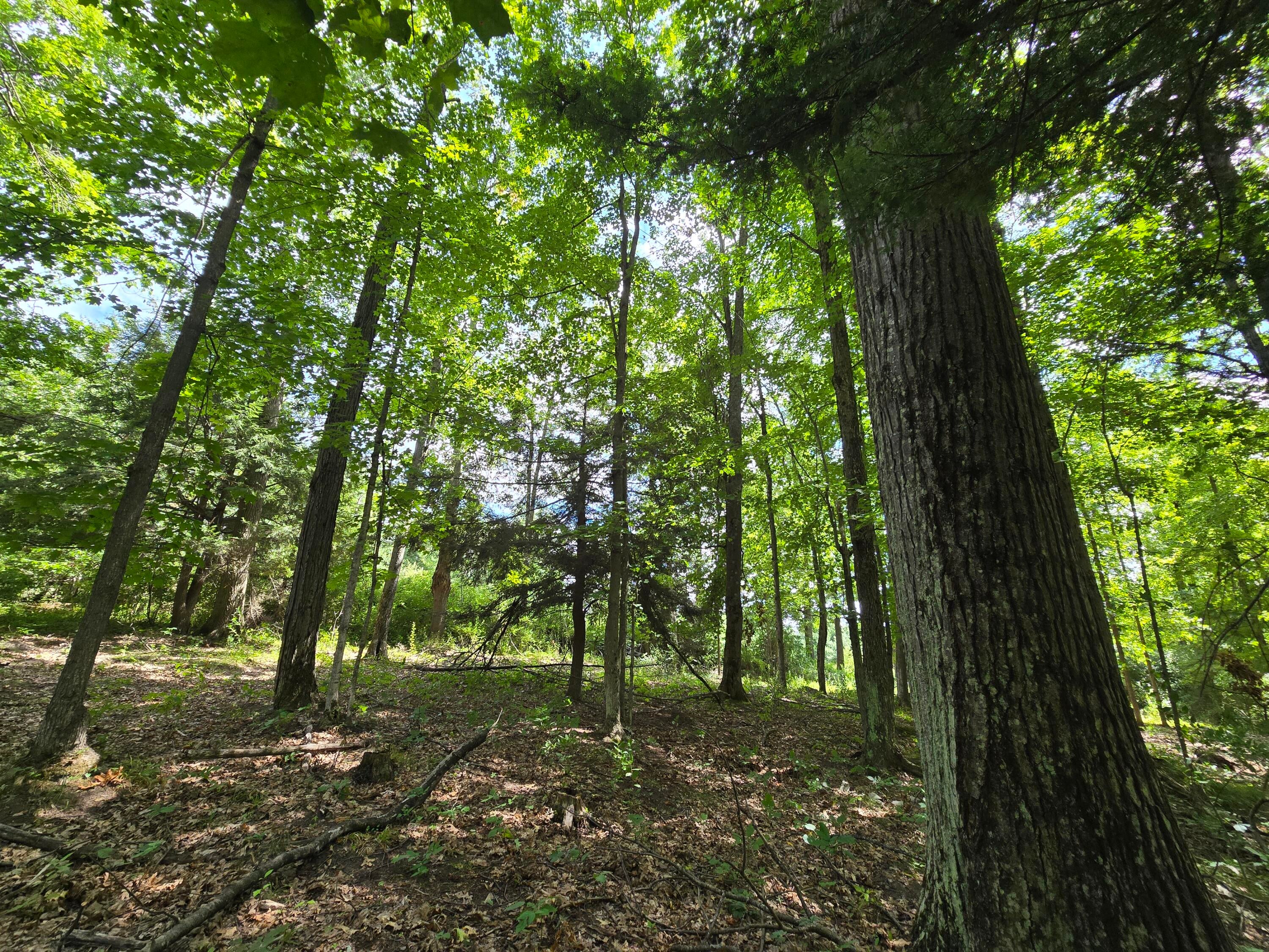 234 Schmid Road Fairview, MI 48621 - Photo 22 of 62 20250818_133605