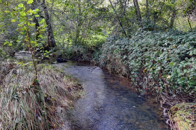a big yard with lots of green space