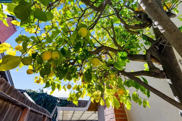a view of a backyard with potted plants and wooden fence