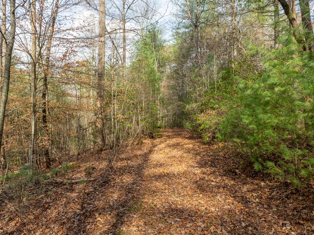 789 Jolley Way Epworth, GA 30541 - Photo 62 of 62 a view of a yard with trees that has wooden fence