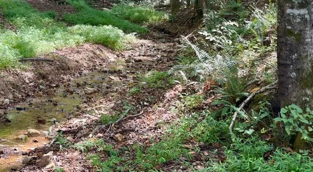 a view of a large yard with lots of bushes