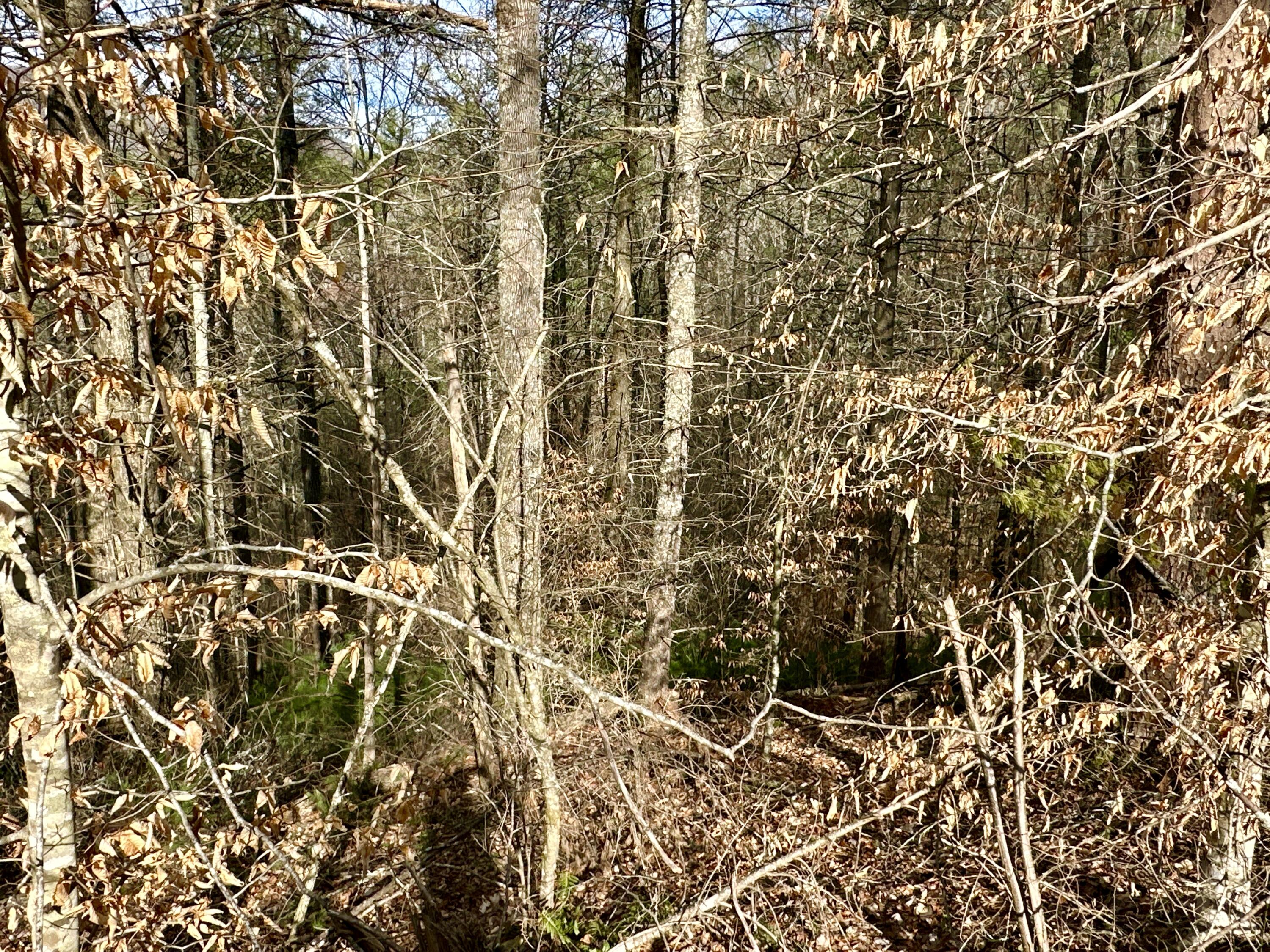 Lot No Lot Way, Unit 13 Del Rio, TN 37727 - Photo 13 of 19 IMG_010