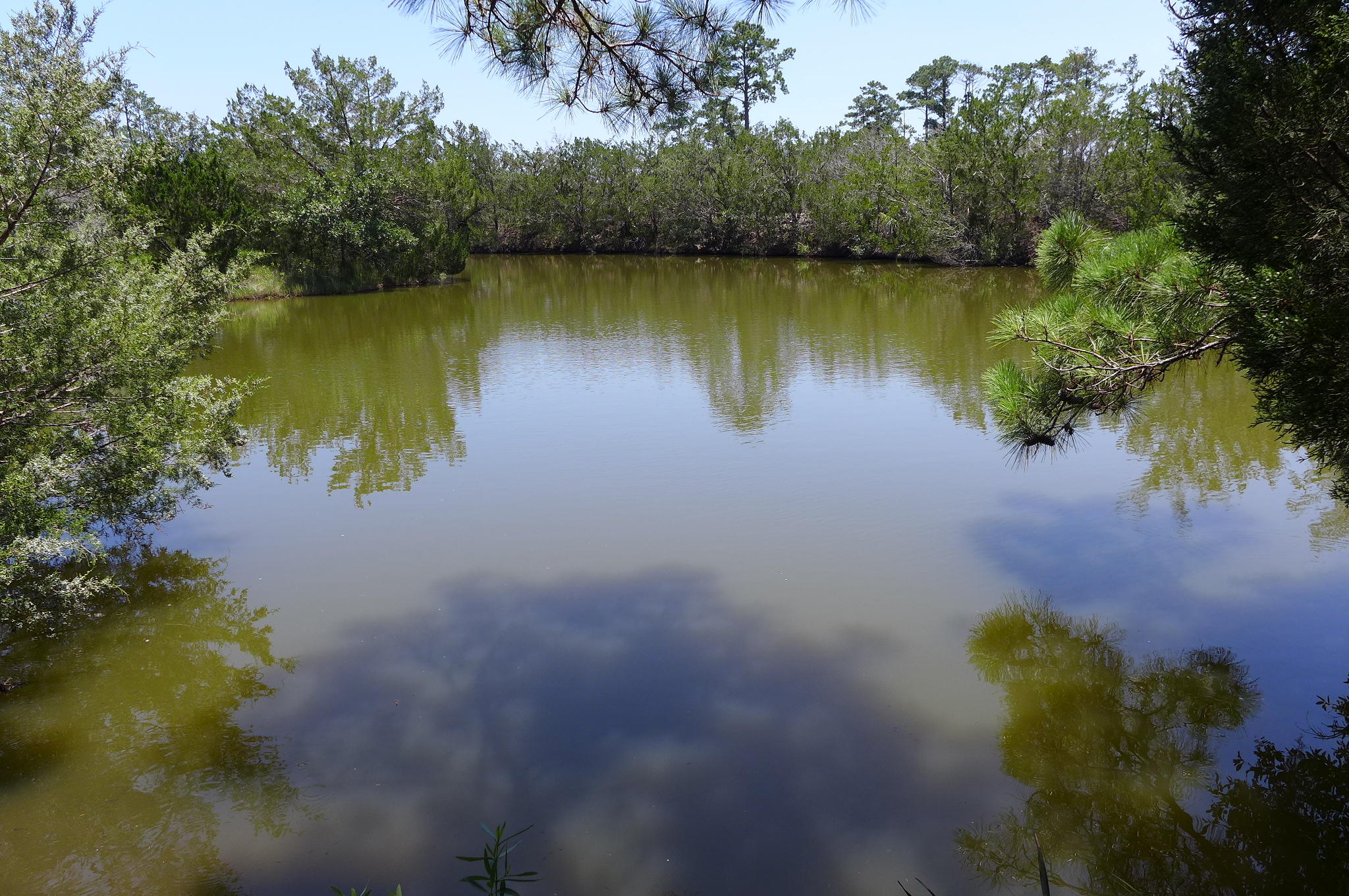 0 Peters Point Road, Unit LOT A Edisto Island, SC 29438 - Photo 9 of 27 P1060632