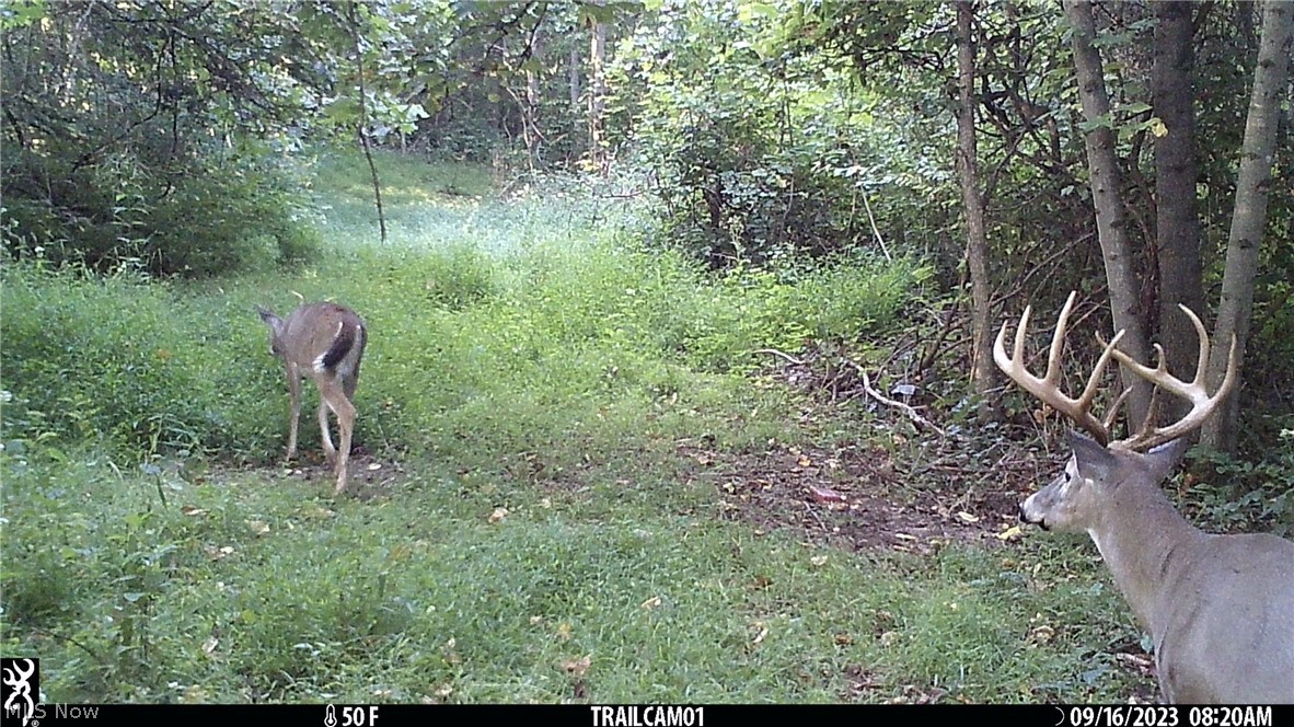 Marlott Run Road Kimbolton, OH 43749 - Photo 39 of 49