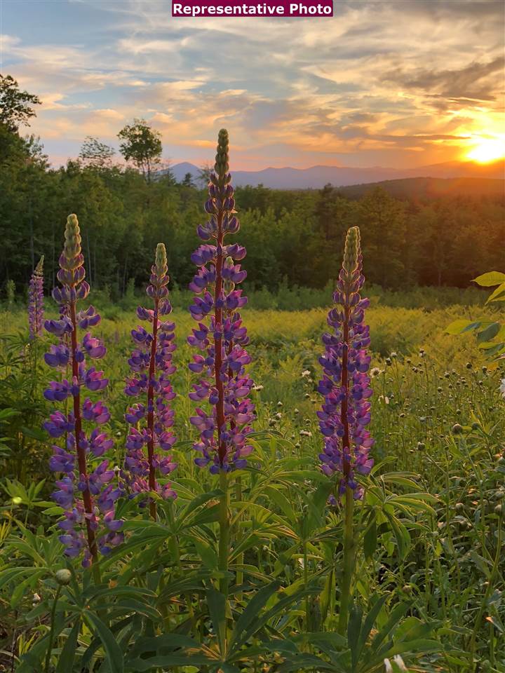 - Hillside Avenue Bridgton, ME 04009 - Photo 6 of 6
