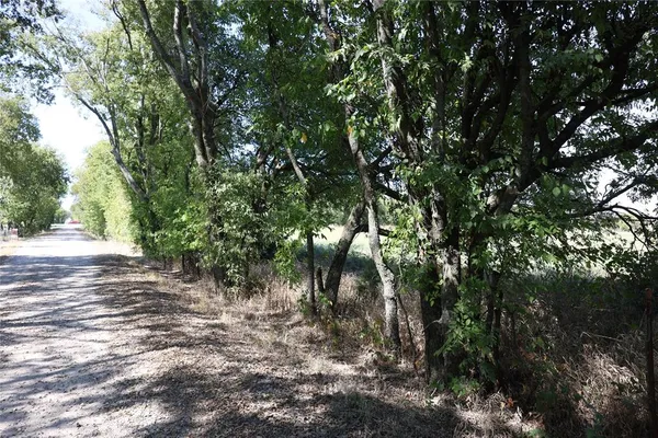 a view of a forest with trees