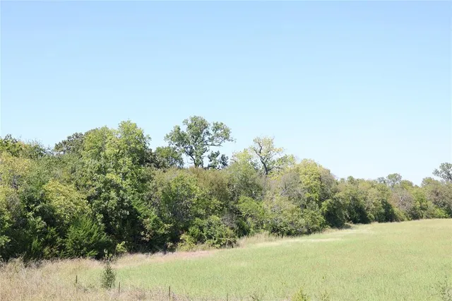 a view of a yard with a tree