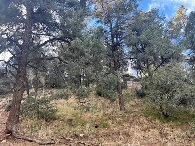 a view of a forest with trees in the background