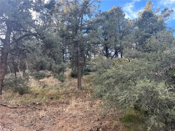 a view of a dry yard with trees