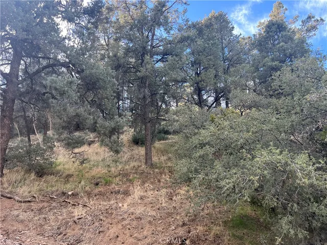 a view of a dry yard with trees