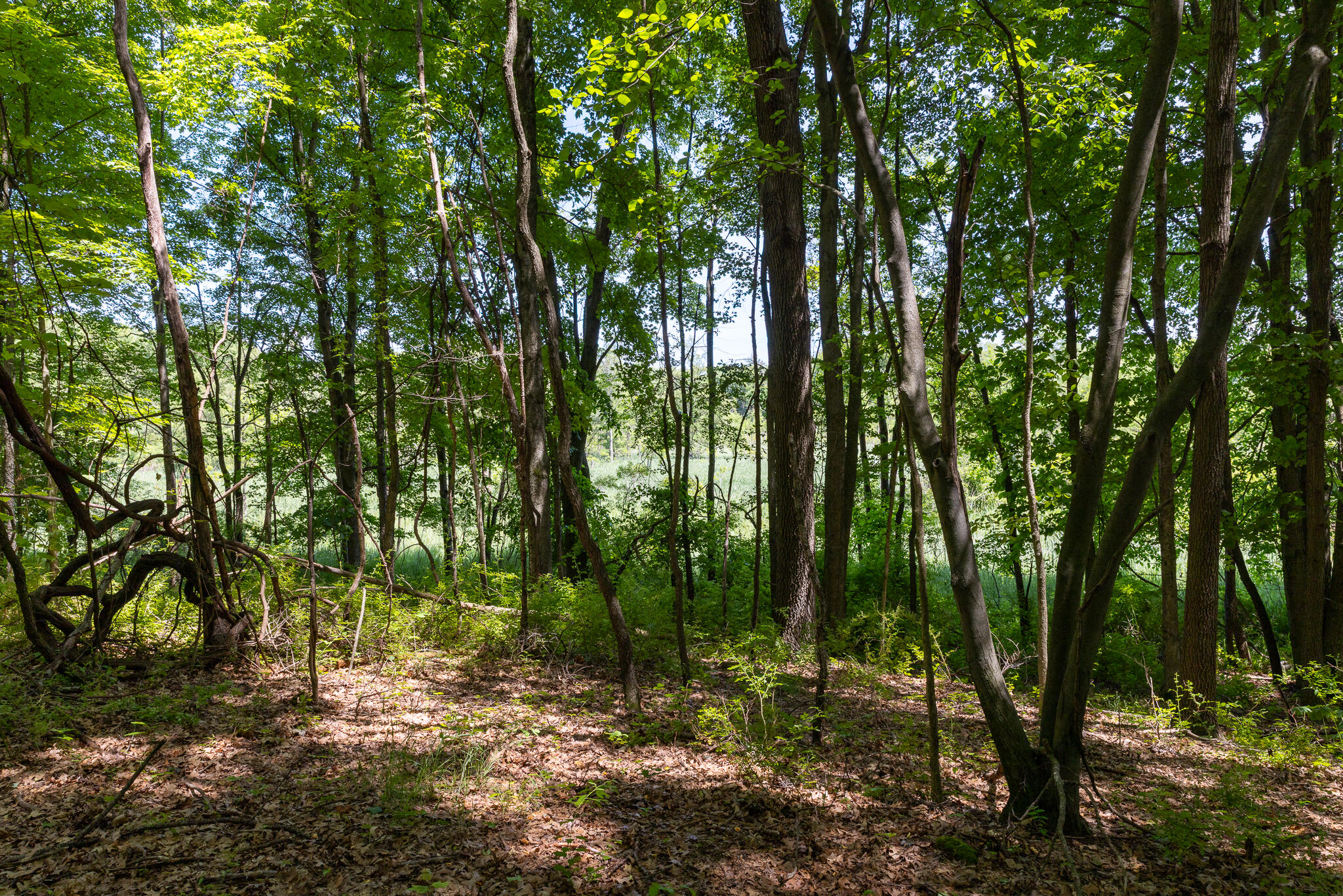 28 28 Mile Road Albion, MI 49224 - Photo 21 of 41 28 Mile -17