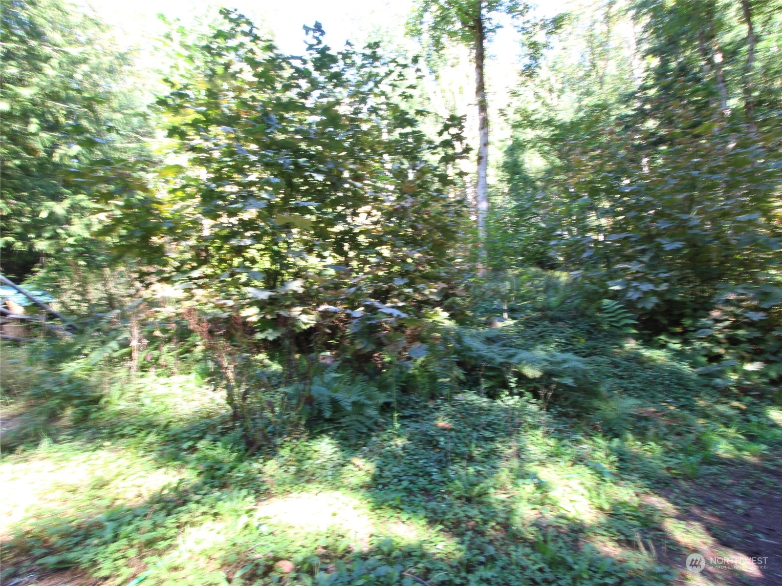 6426 Santa Fe Trail Maple Falls, WA 98266 - Photo 11 of 15 a view of a tree