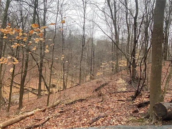 a view of a yard with trees