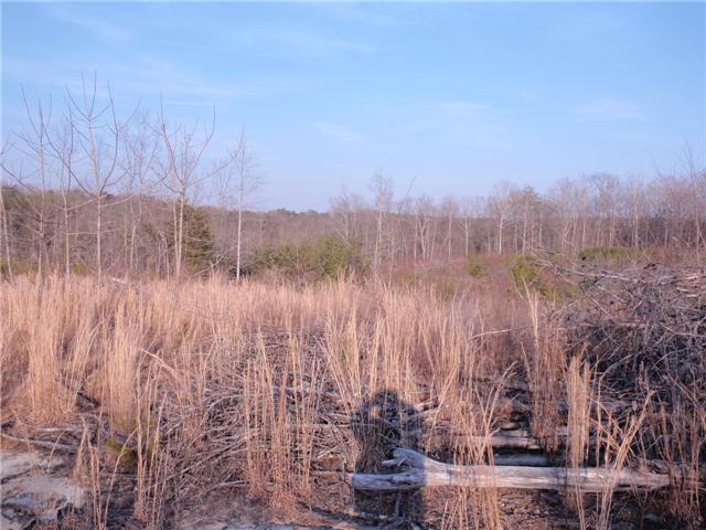 0 Jernigan Road Monteagle, TN 37356 - Photo 1 of 4 Open fields with young pines growing. Scenic views from the hilside with pond in the valley below.