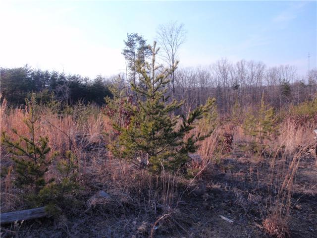 0 Jernigan Road Monteagle, TN 37356 - Photo 3 of 4 Small native pines