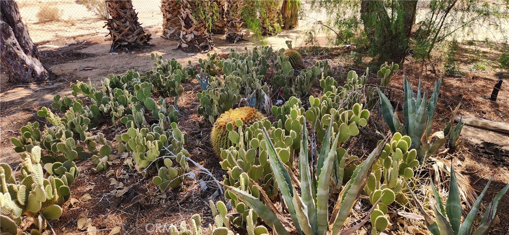 60812 Adele Road Landers, CA 92285 - Photo 3 of 19 a close up of a plant