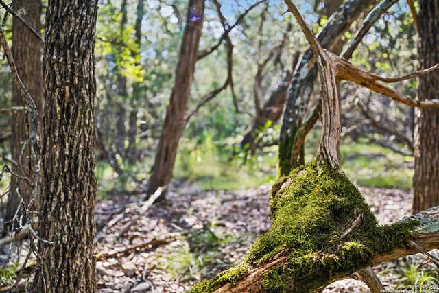 a view of a yard with large trees