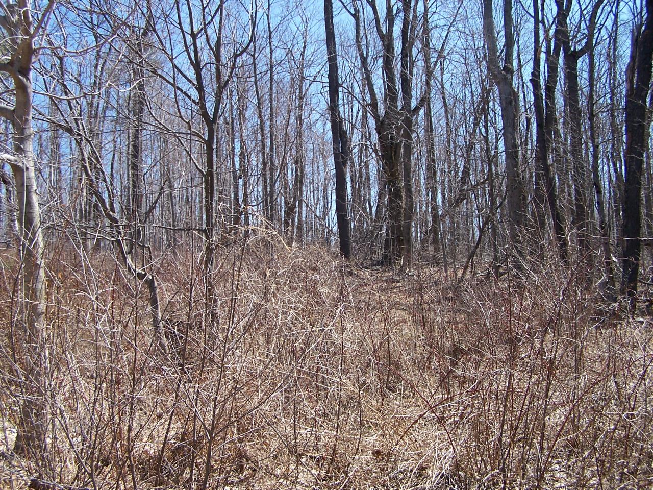 1330 Jacobs Ladder Road Becket, MA 01223 - Photo 9 of 15 a view of backyard with green space