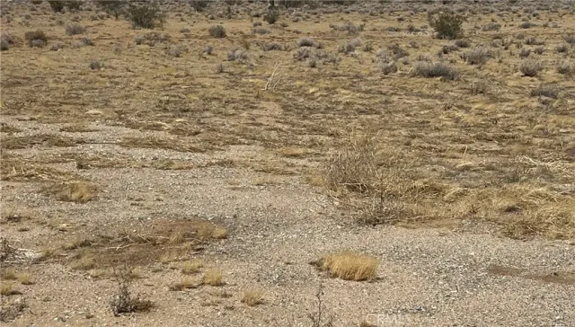 a close up of a plant