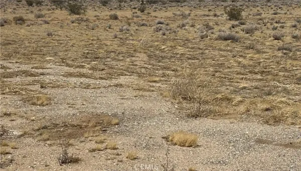 a close up of a plant