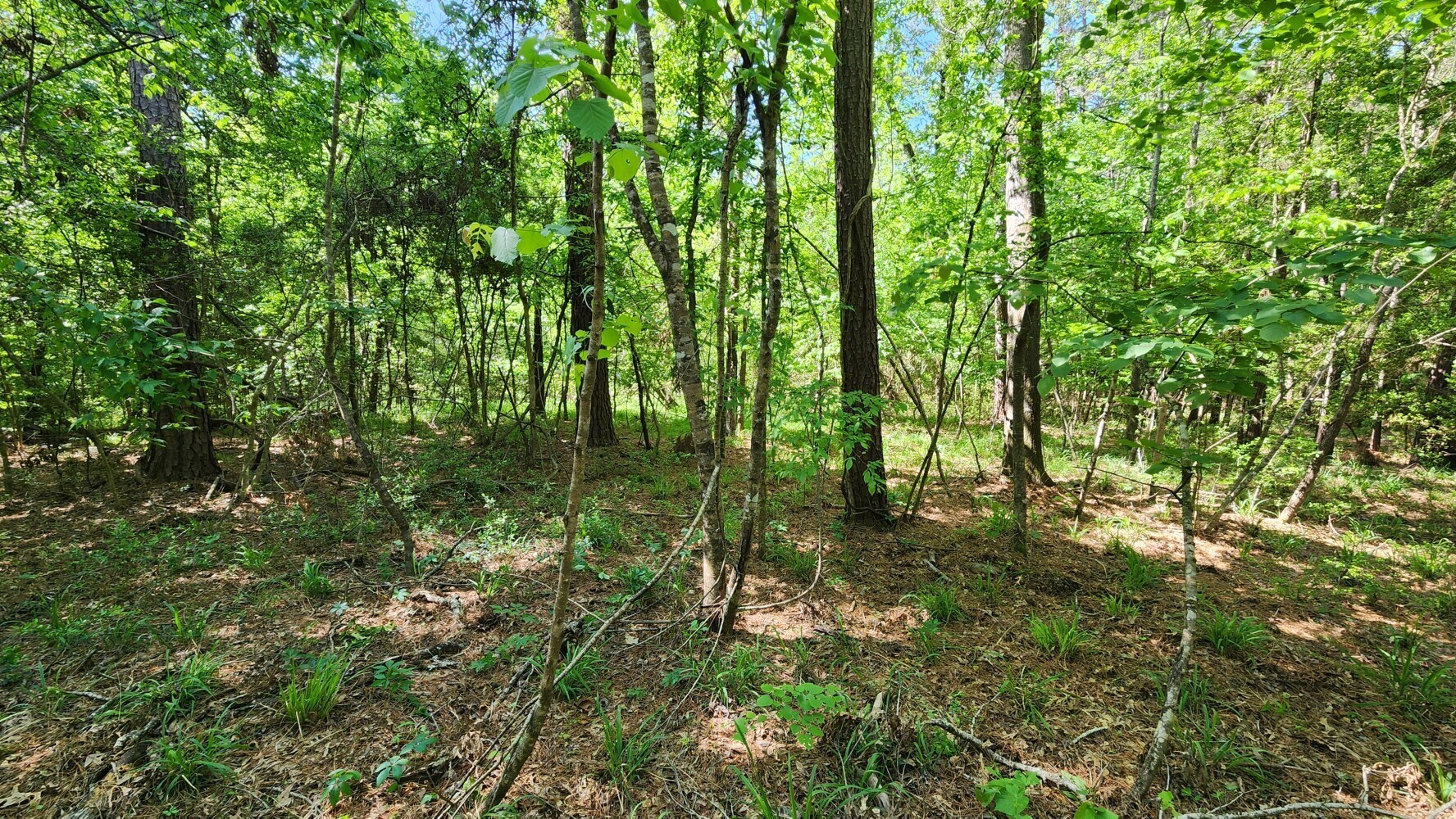 P#4-tbd P Point Blank, TX 77364 - Photo 15 of 30