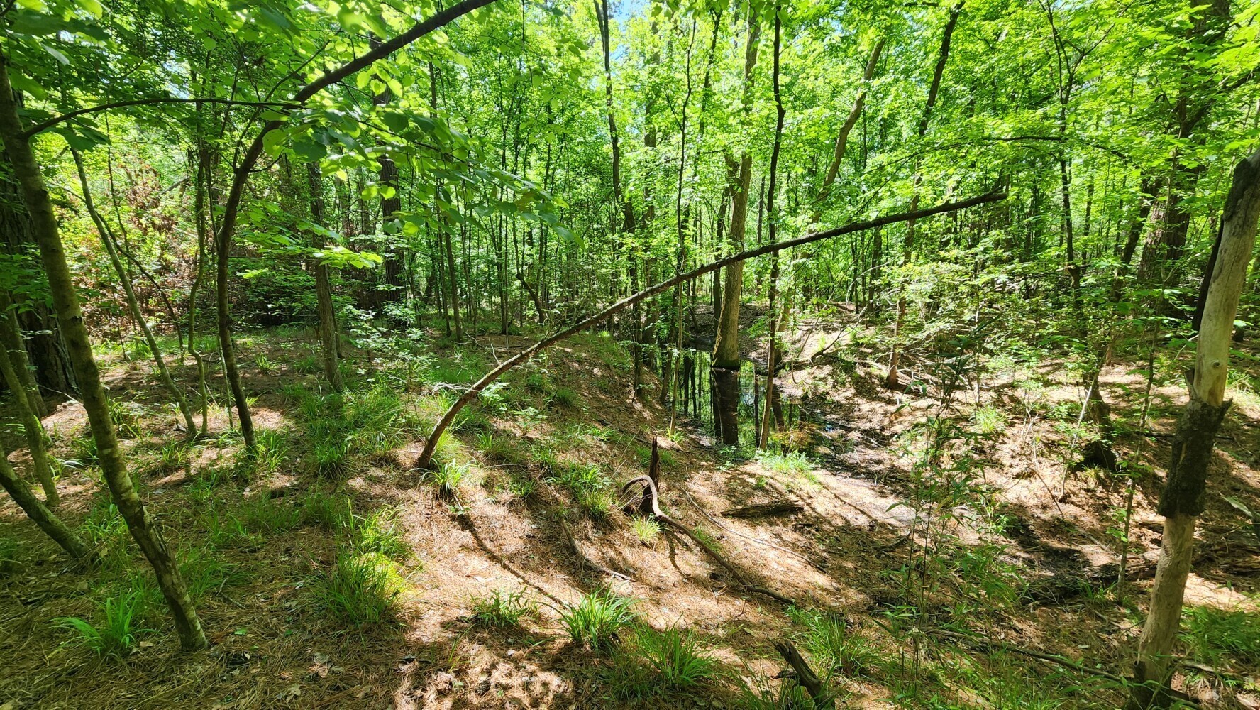 P#4-tbd P Point Blank, TX 77364 - Photo 17 of 30