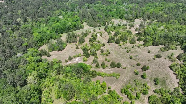 a view of a yard with plants and large trees