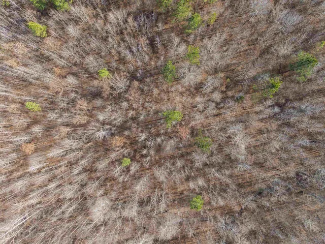 a close up of a plant