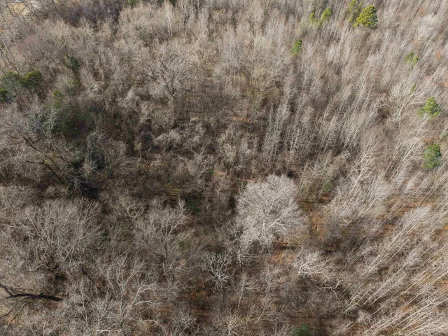 a view of a covered with green space