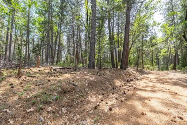 a view of backyard with trees