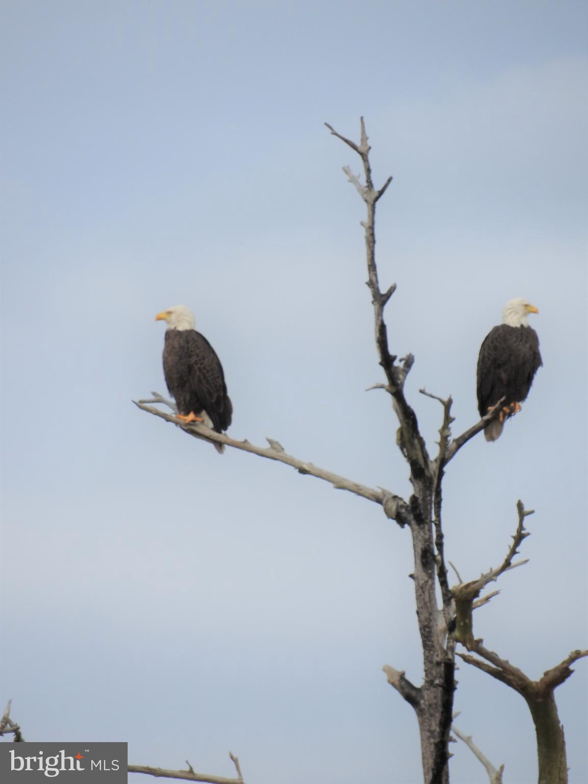 2352 Wharf Road Vienna, MD 21869 - Photo 40 of 70 Pair of bald eagles