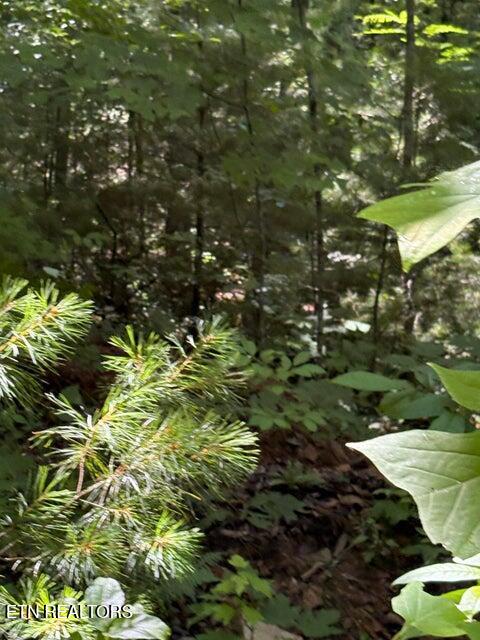 Lot 4 Old Furnace Road Tellico Plains, TN 37385 - Photo 3 of 13 3