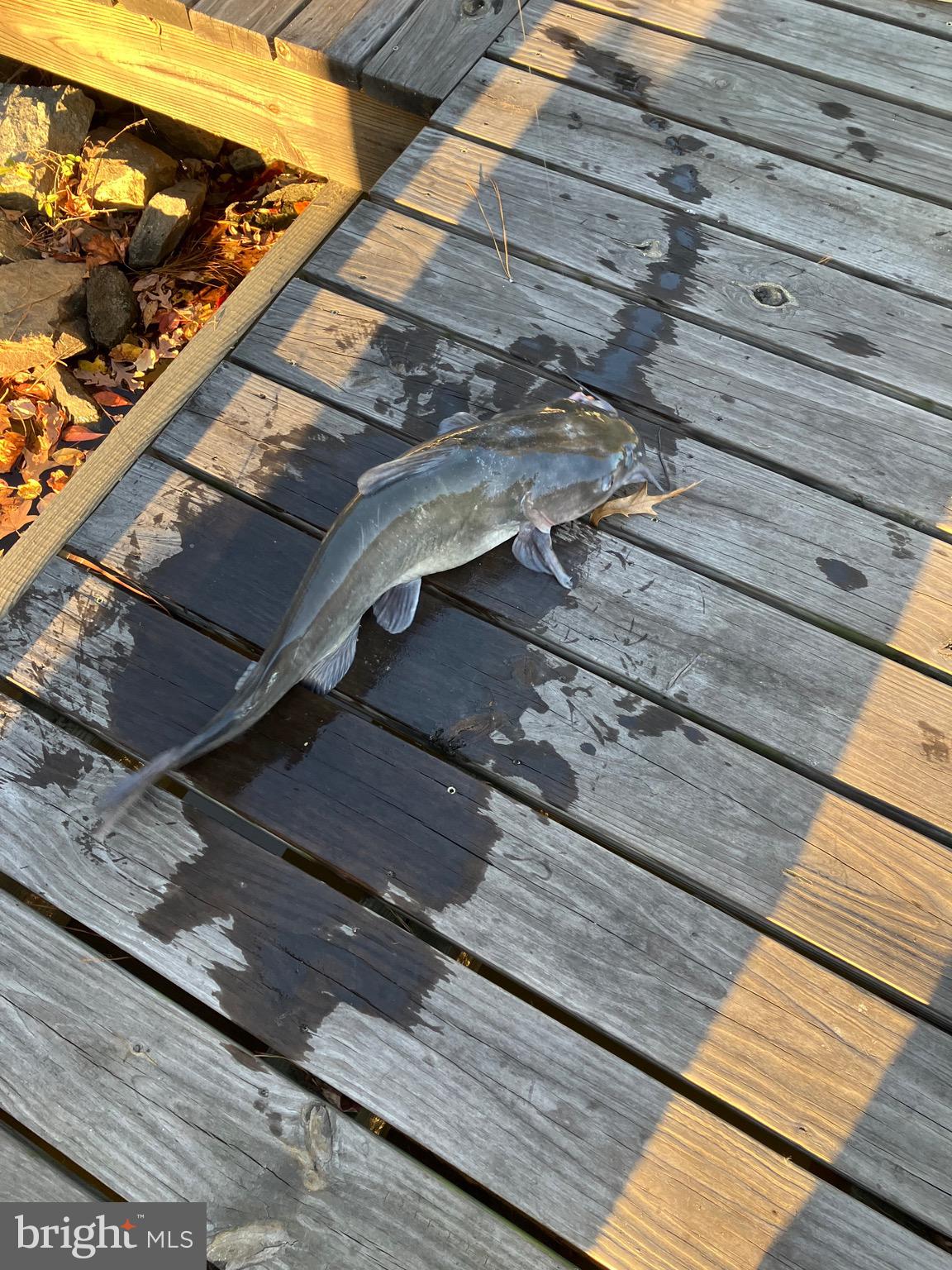 31394 Point Circle Lewes, DE 19958 - Photo 17 of 29 Great Fishing from your dock! 26" Catfish!