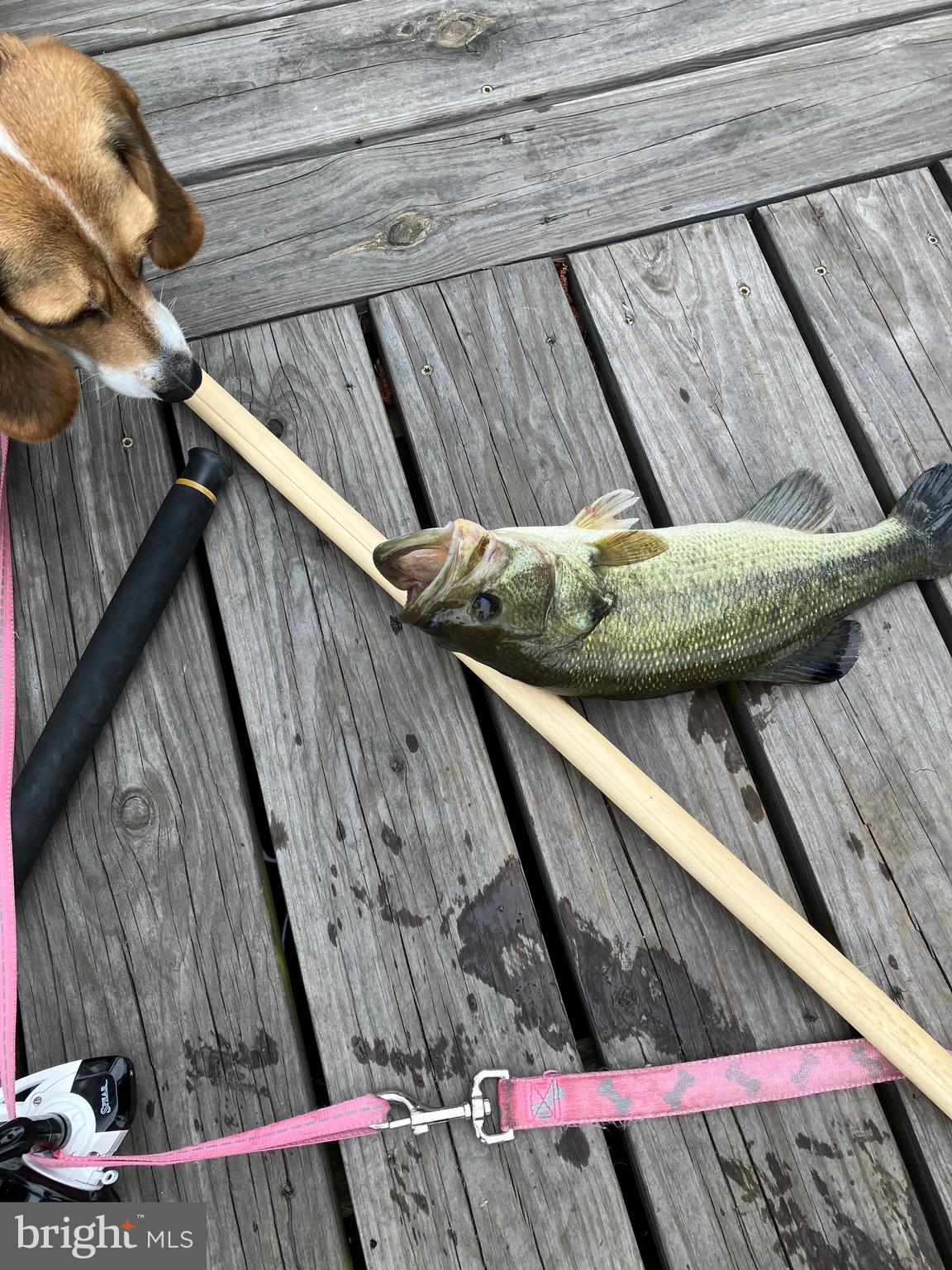 31394 Point Circle Lewes, DE 19958 - Photo 18 of 29 Bass Fishing from your dock!