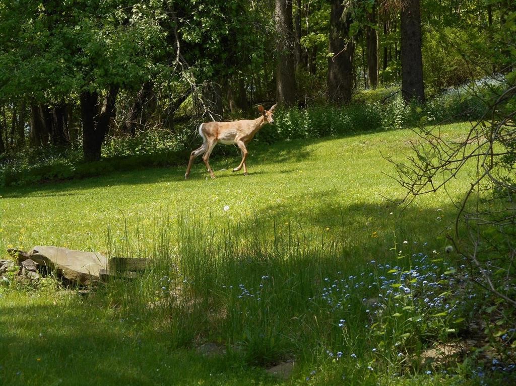 11 Cedar Street Oneonta, NY 13820 - Photo 38 of 42