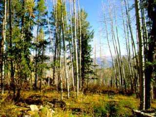 1025 Forest Trail Edwards, CO 81632 - Photo 2 of 2 a view of outdoor space and building
