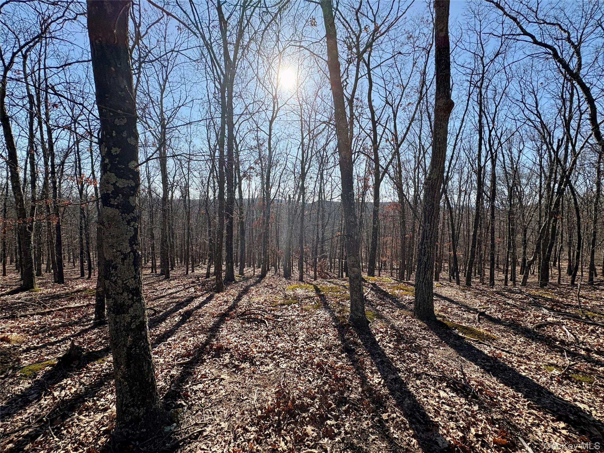 0 Route 7 Copake, NY 12516 - Photo 27 of 40 a view of a backyard with of trees