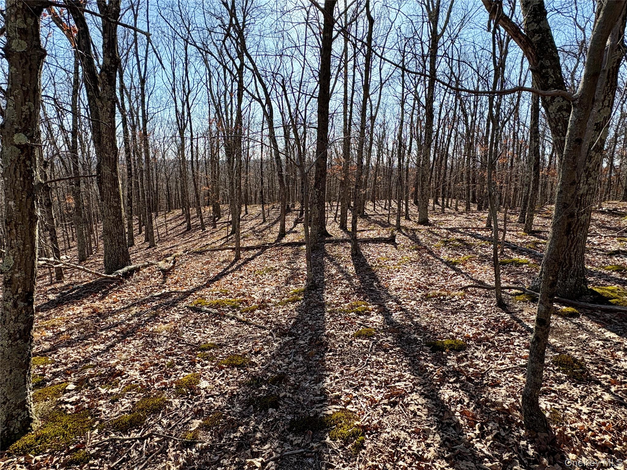 0 Route 7 Copake, NY 12516 - Photo 31 of 40 a view of a yard with large trees