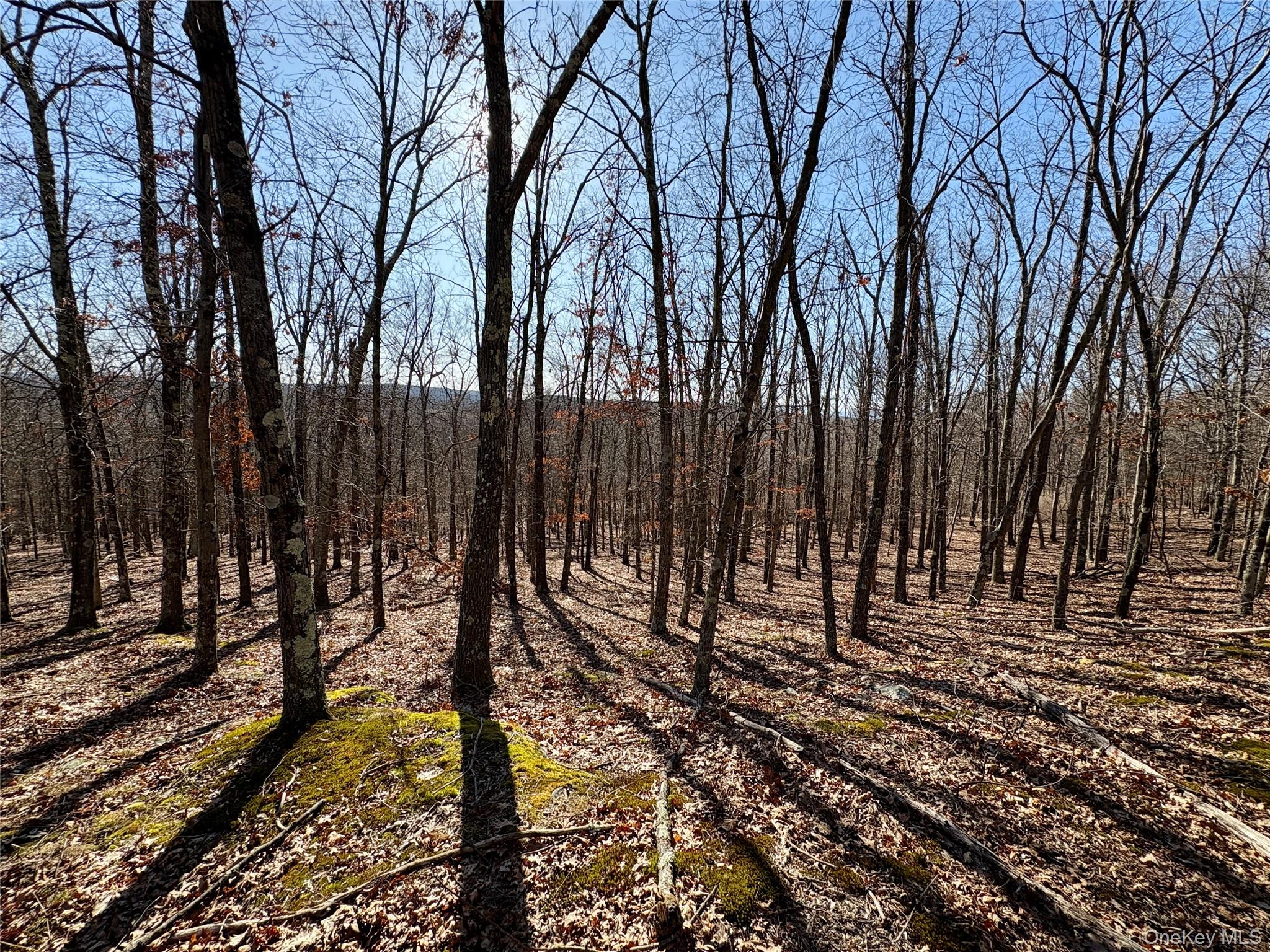 0 Route 7 Copake, NY 12516 - Photo 35 of 40 a backyard of a house with lots of green space