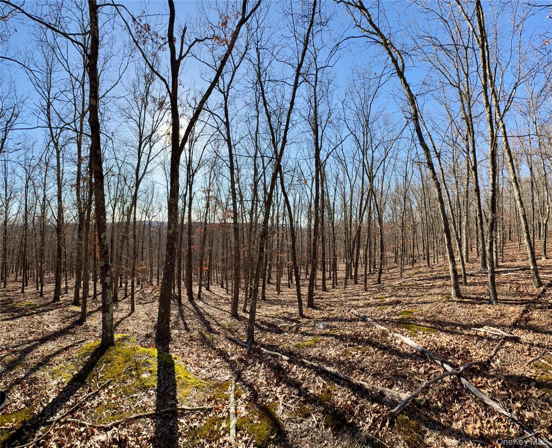 0 Route 7 Copake, NY 12516 - Photo 37 of 40 a view of a backyard