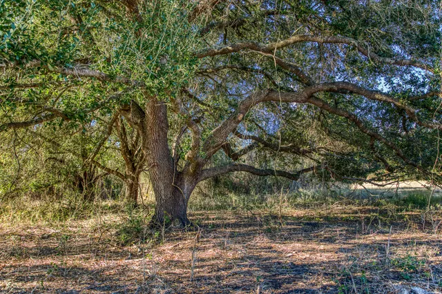 a view of a lake with trees in the background