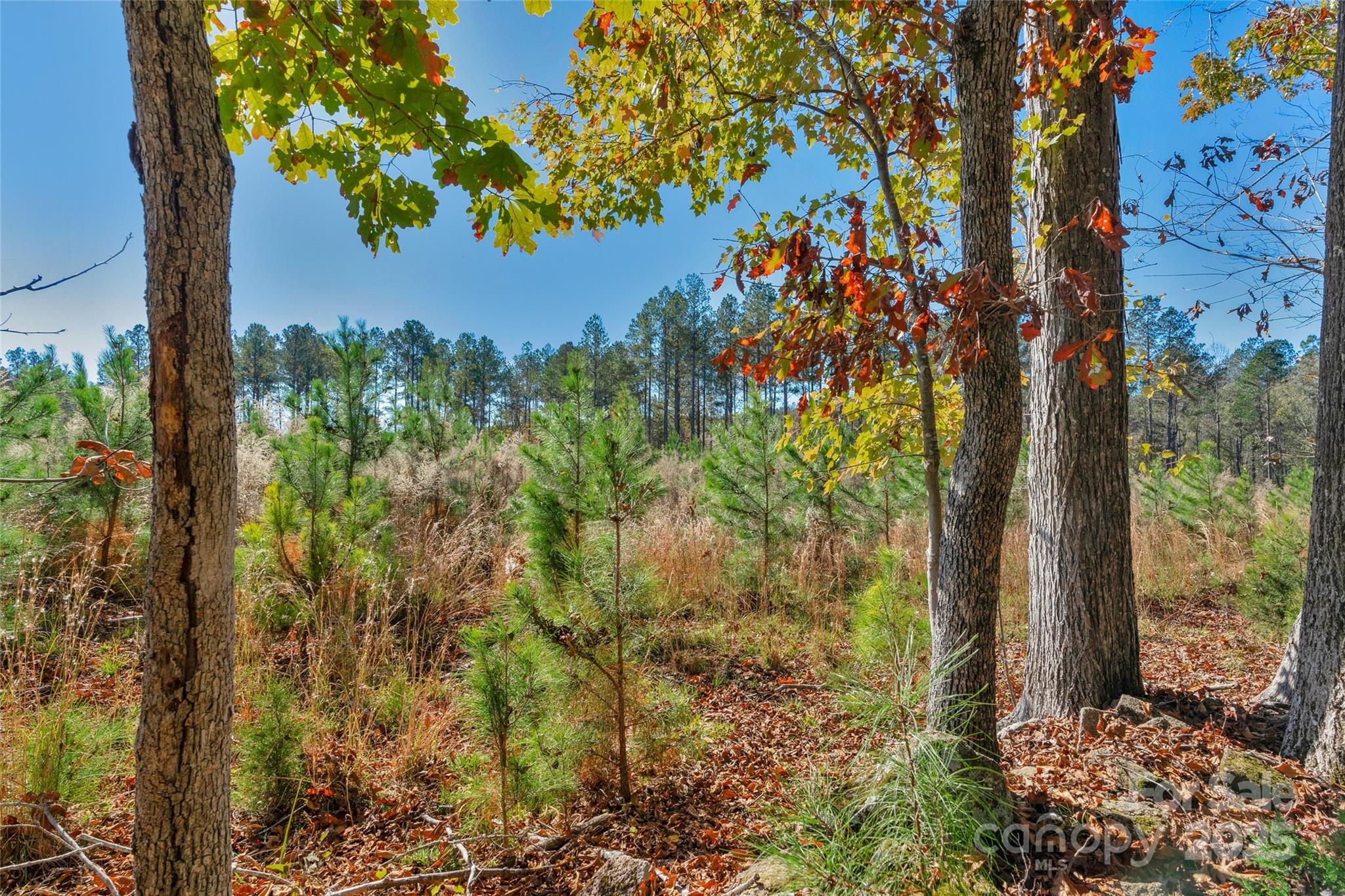 0 Beaker Road, Unit 5 Heath Springs, SC 29058 - Photo 4 of 28 Gallery Image 4