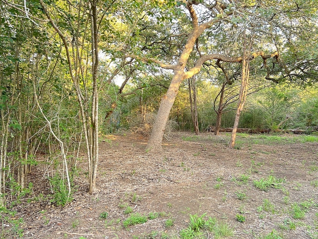 117 Caddo Smithville, TX 78957 - Photo 3 of 19 View of woods