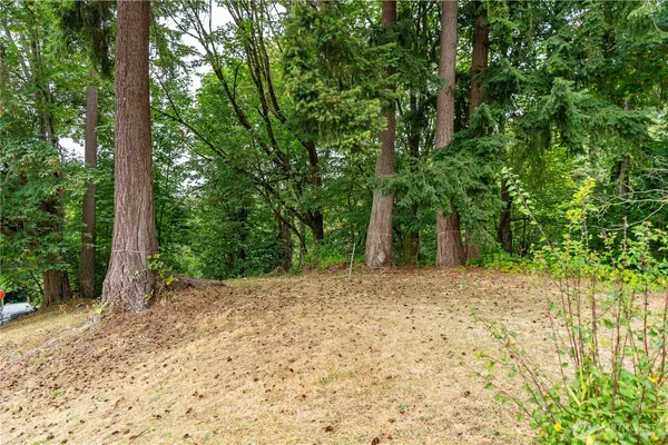 a view of a yard with plants and trees