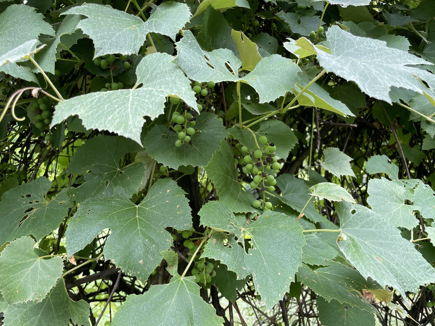 5905 Hillside Road Crystal Lake, IL 60012 - Photo 55 of 65