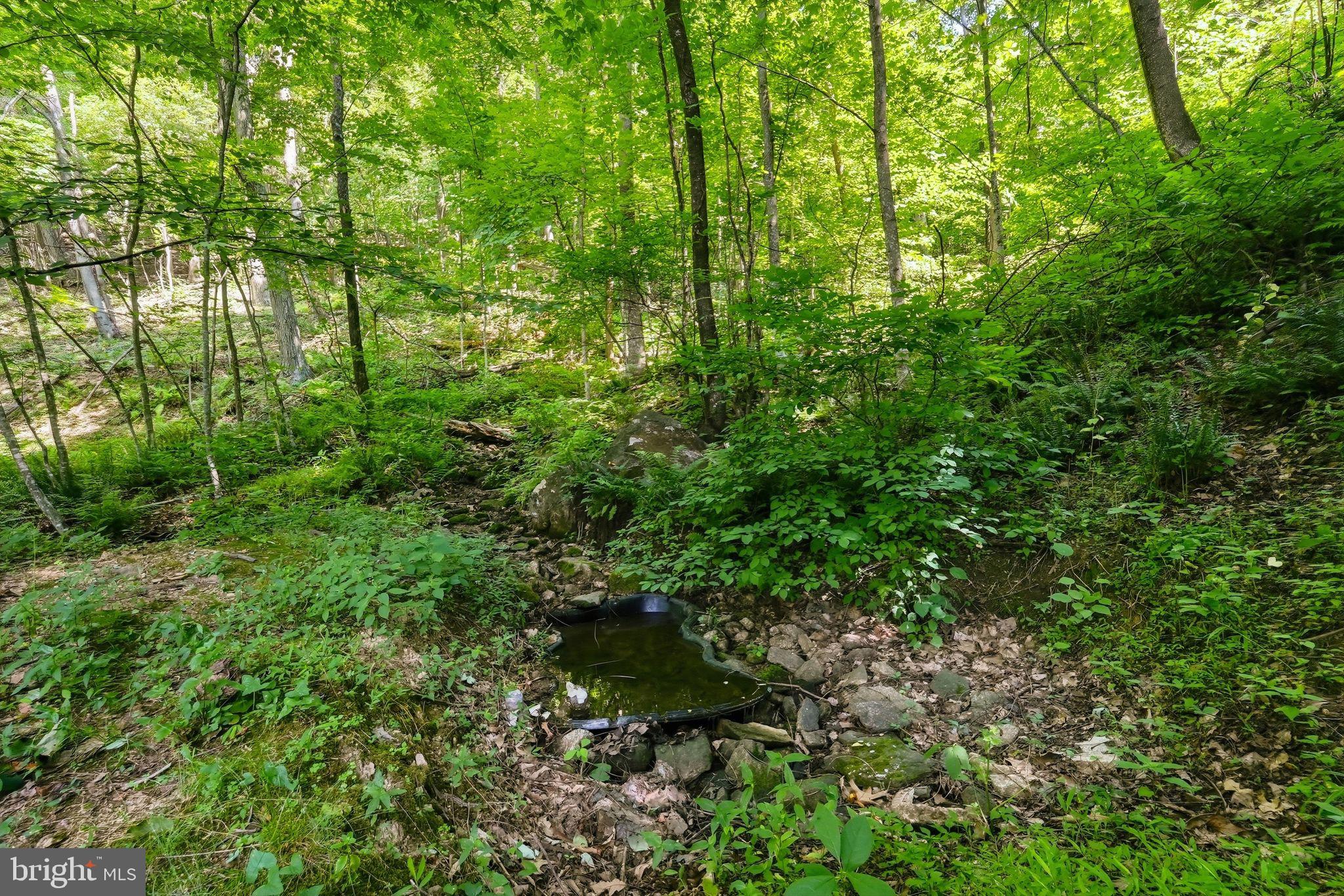 2411 Quaker Run Road Syria, VA 22743 - Photo 43 of 56 Woodland oasis awaits discovery.