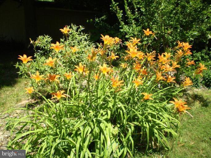 10540 Wicomico Ridge Road Charlotte Hall, MD 20622 - Photo 24 of 30 Garden #2